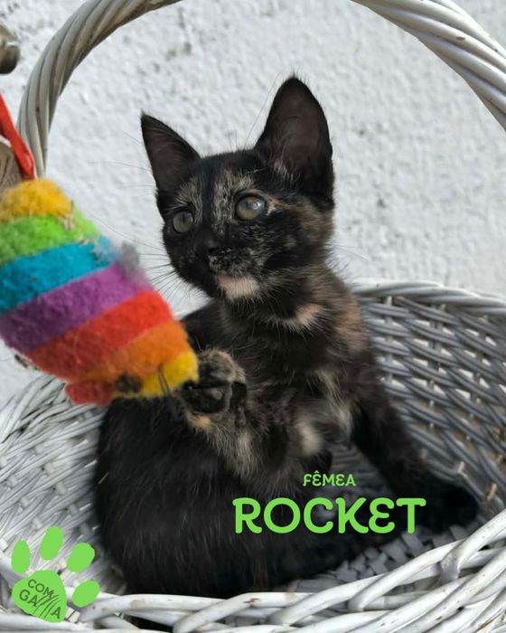 Rocket para adoçao responsável