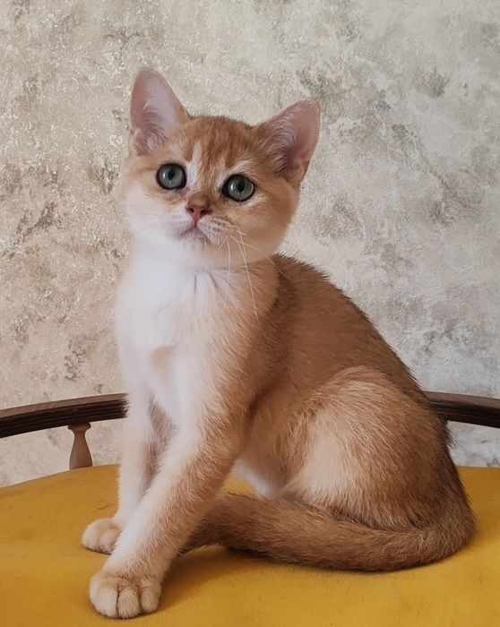 Золота шиншилла. Хлопчик скоттіш страйт