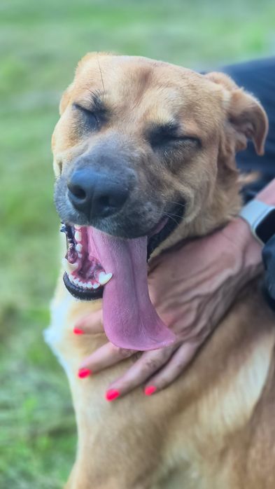 Super pies szuka domu  / do adopcji