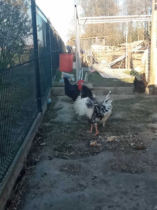 Zwierzęta Koguta silka