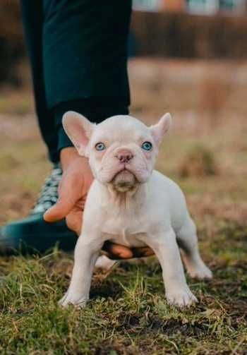 Девочка! Кремовая красотка французского бульдога возраст 2 мес