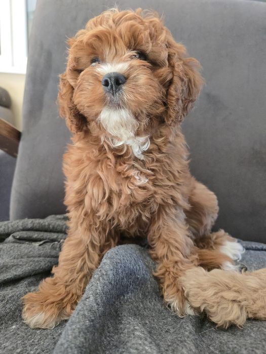Sunia cavapoo f1