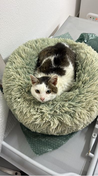 Petsitting ao domícilio e/ou passeios com animais.
