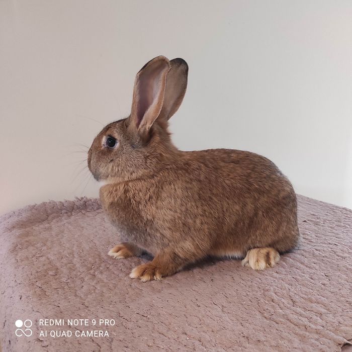 Sprzedam króliki rasy mieszanej mięsnej.