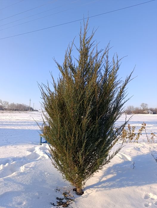 Продам ялівці 220см+