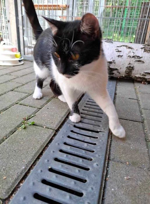 Piękna Kiara od ponad roku w schronisku