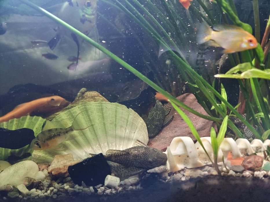 ZBROJNIKI zdrowe z ogólnego akwarium.