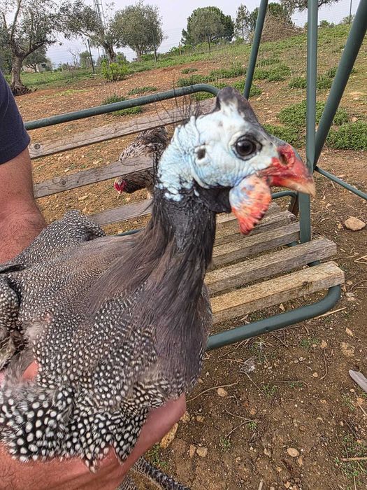 Galinhas de Angola / Fracas