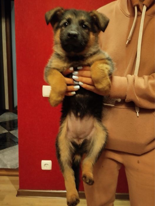 Продам цуценят Німців