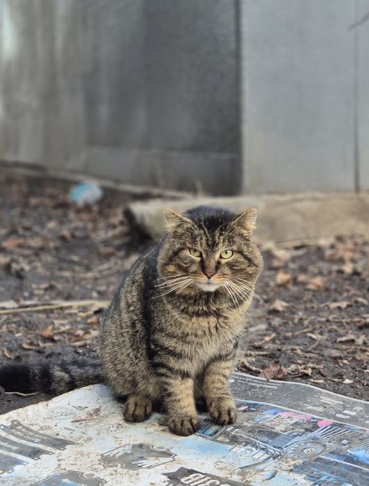 Котика  потрібен дім