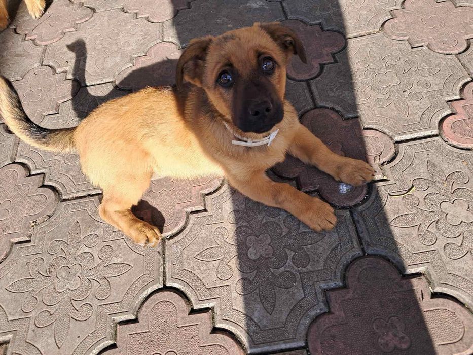 Собака в добрі руки