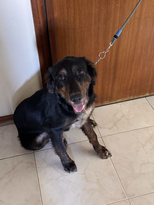 Cão 8 meses  para adoção