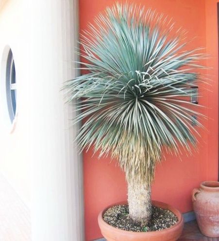 Impressionantes Yucca rostrata azuis ou iucas de bico