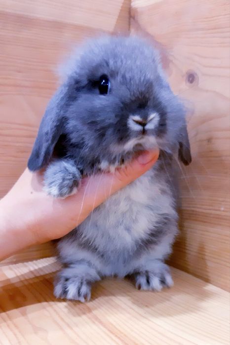 Карликовые миниатюрные декорат.торчеухие и вислоухие мини кролики