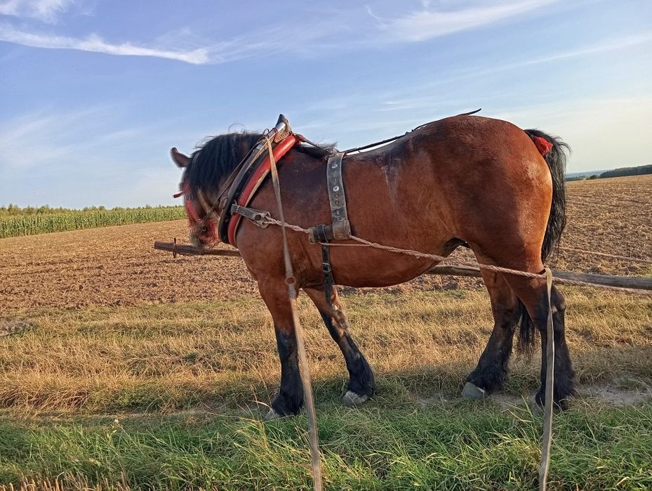 Klacz zimnokrwista spokoj 100% wyjeżdżona