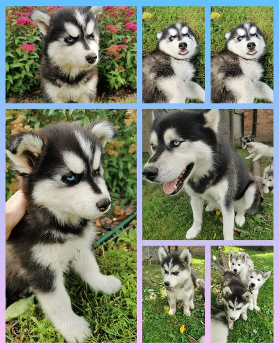 Szczeniaki Syberian Husky ur 25.05  gotowe do odbioru!