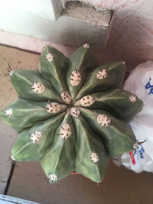 Кактуси сукуленти грунт  найбільший вибір в Україні