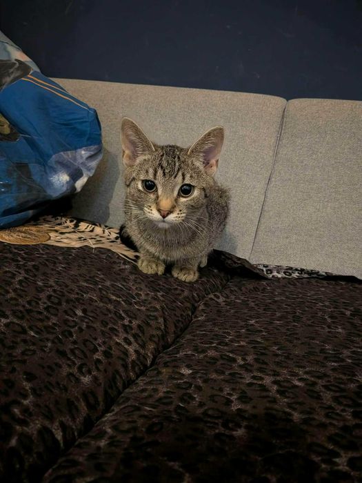 Bura mistrzyni polowania na wędki: Chmurka melduje gotowość do adopcji!