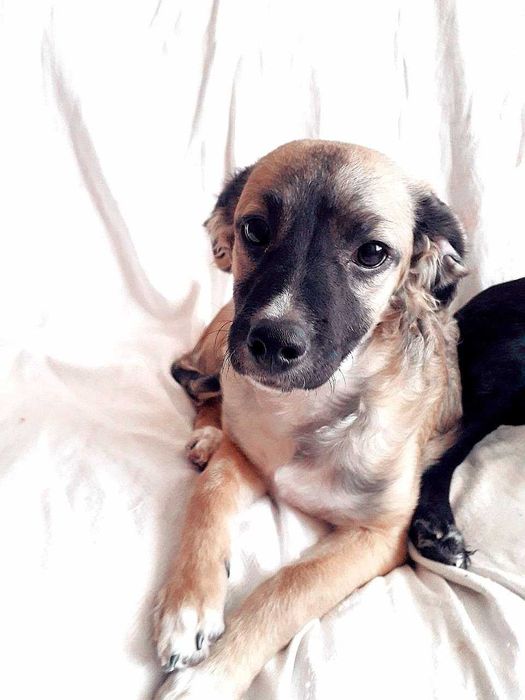 Срочно ищем любящих и ответственных хозяев!