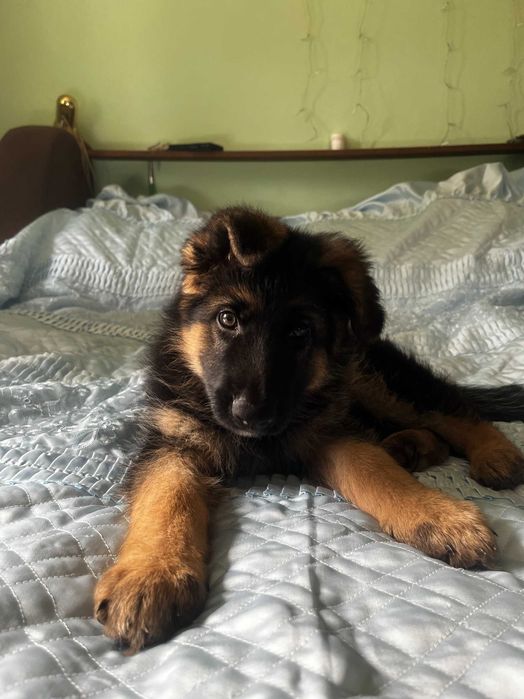 щенки немецкой овчарки