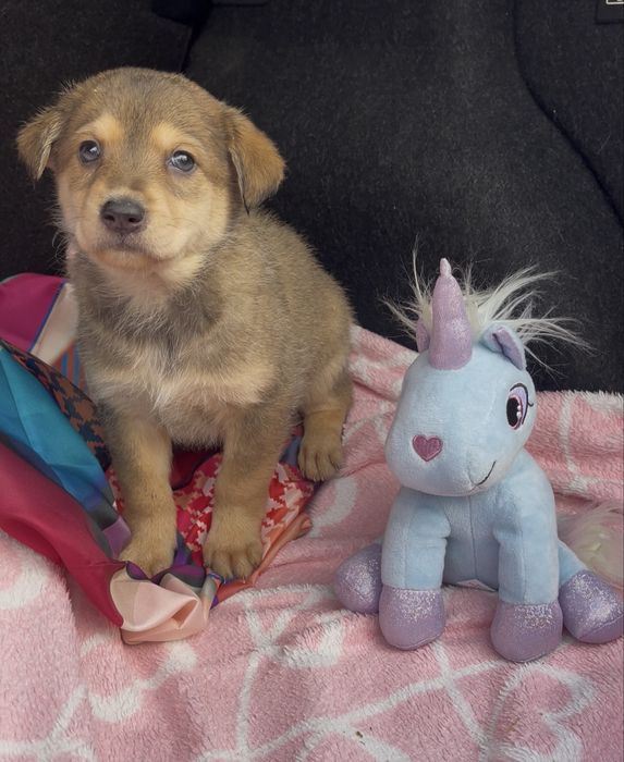 Цуценятка безкоштовно у відповідальні руки