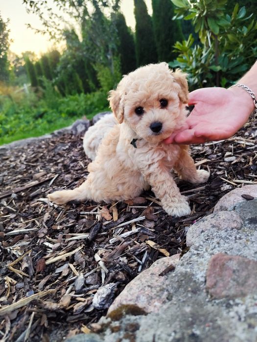 Szczeniaki Maltipoo