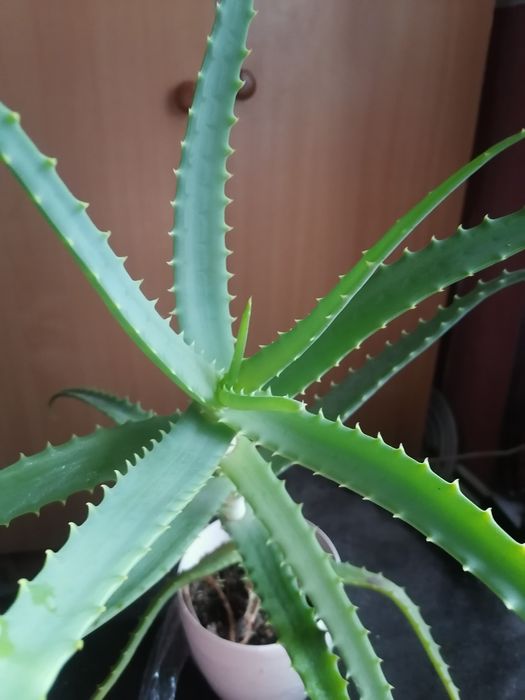 Алоэ (Столетник)