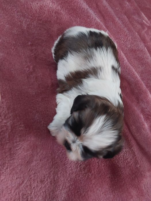 Shih-tzu szukają kochających domów