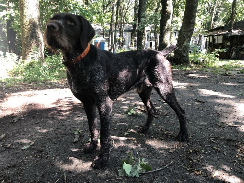 Вязка дратхаар / курцхаар. ФМСУ