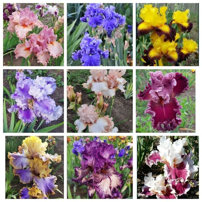 Ирисы сортовые ,высокорослые, набор.