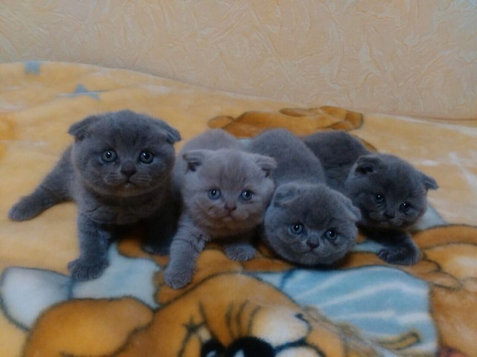 Шотландский прямоухий кот приглашает на вязку