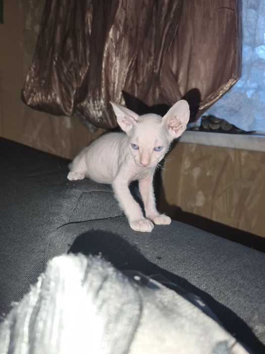 Донський Сфінкс велюр