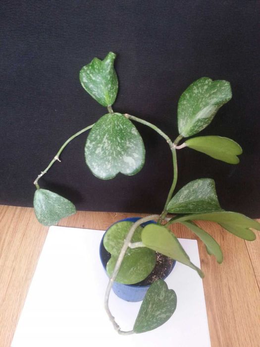 Hoya KERRI splash hoja