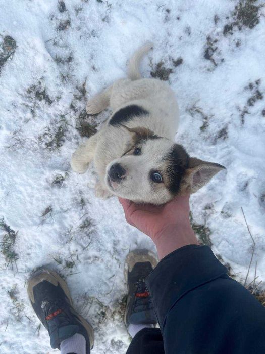 Цуцик (хлопчик) шукає дім