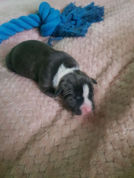 American staffordshire terrier