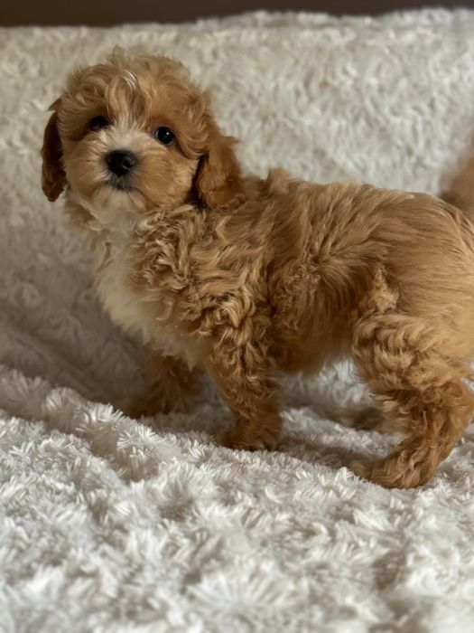 Maltipoo śliczny szczeniaczek
