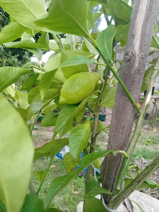 Limoeiros com fruto