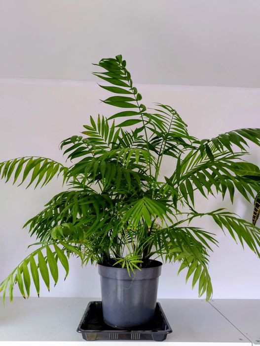 Palma chamedora wysokość 67cm