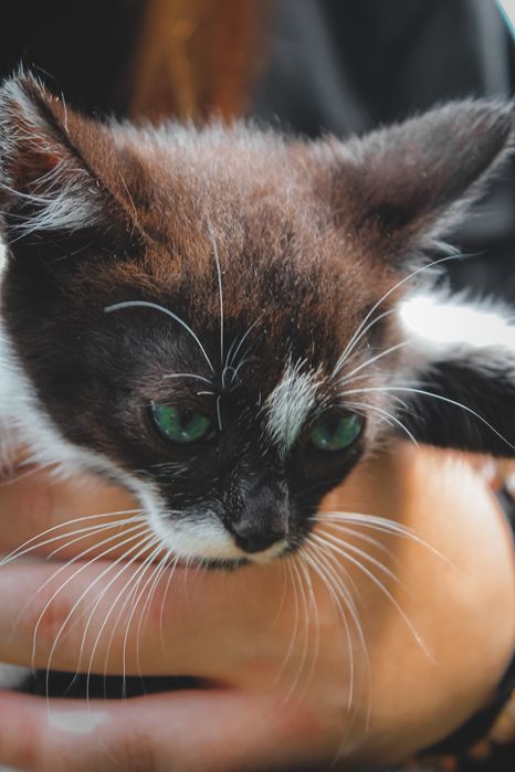 Гарненькі кошенятка шукають родини