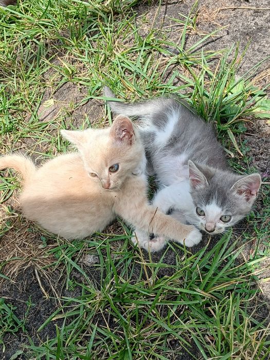 Маленькі котики віддам