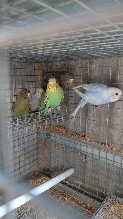 Periquitos bleck feice várias mutações