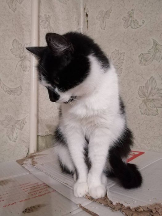 Кішка, кіт, кошення