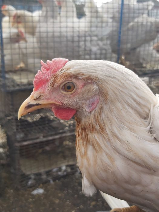 Курочки яєчного кросу Ломан Сенді