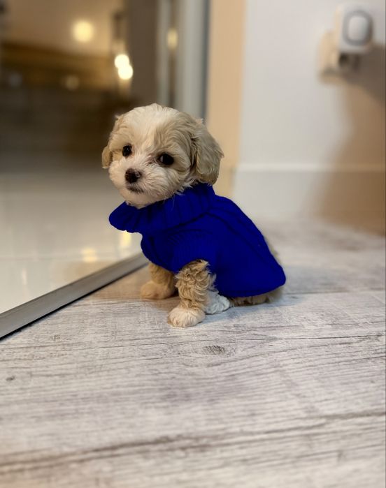 Maltipoo malutki chłopiec gotowy do zmiany domu