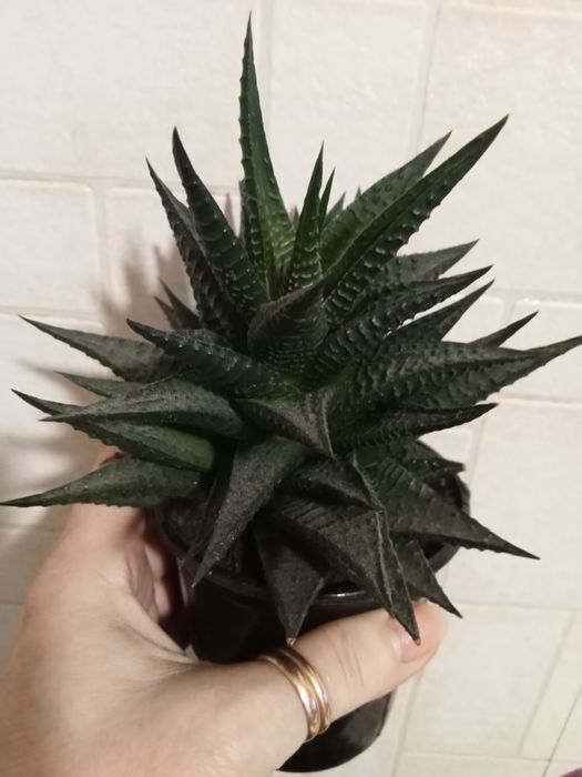 Хавортия лимифолия, блоссфельда- сукуленты. Алоэ остистое, гуэрния.