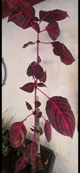 Planta Iresine herbstii