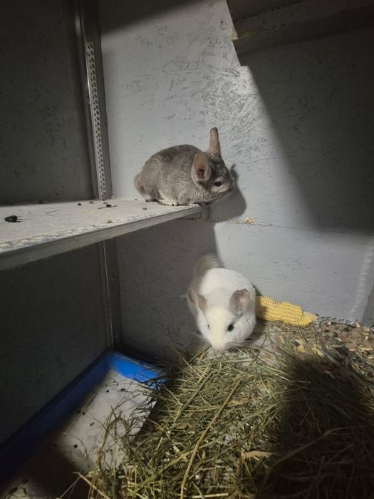 Szynszyle do adopcji