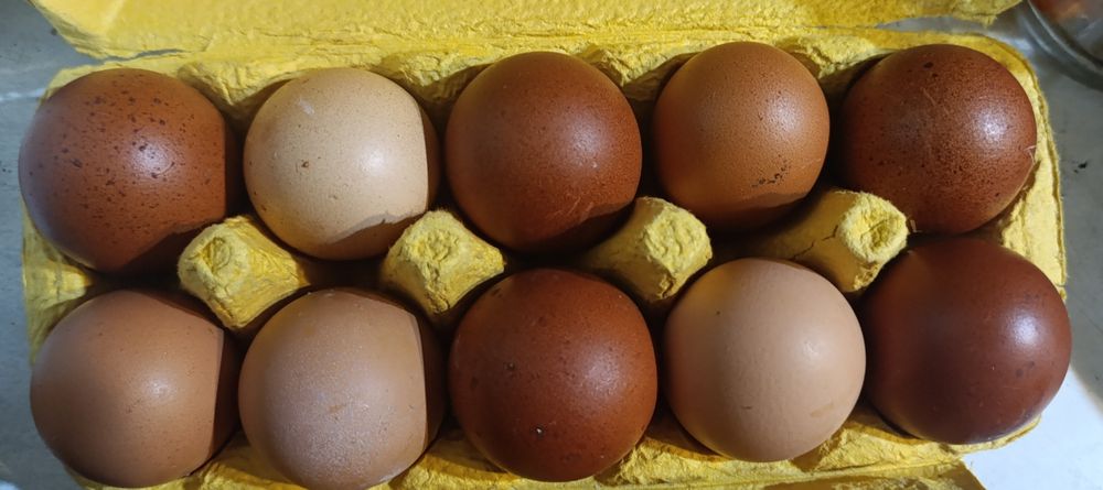 Інкубаційне яйце помісних курей з Мараном