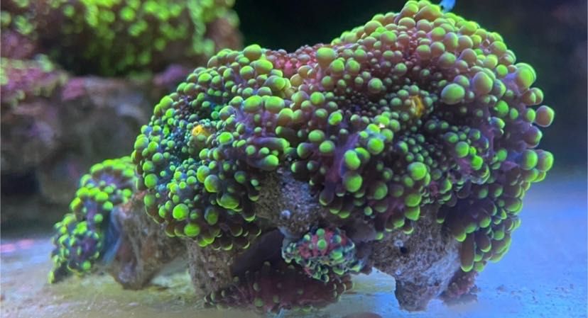 Coral Euphilia paradivisa, zoanthus, Palytoa, ricordea...etc