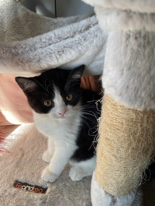 Kocur brytyjski na kolanka